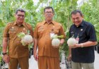 Panen Raya Melon di Purwakarta, Segera Ekspor ke Singapura