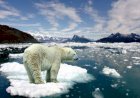 Es Kutub Utara Diprediksi Lenyap 10 Tahun Lagi