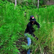 Latihan Patroli, TNI Temukan Ladang Ganja 60 Hektar 